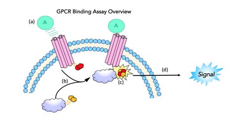 Opioid Receptor Binding Assay – Opioid Peptides