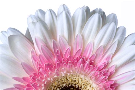 Free Images : barberton daisy, white, gerbera, flower, pink, petal, cut flowers, close up ...