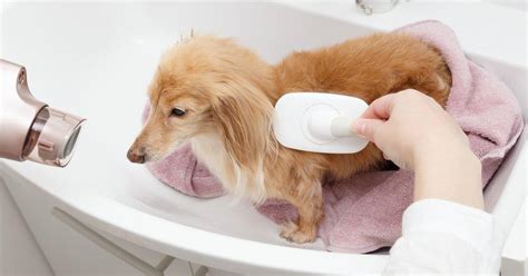 Dachshund Grooming Tips: How To Care For Your Sausage Dog