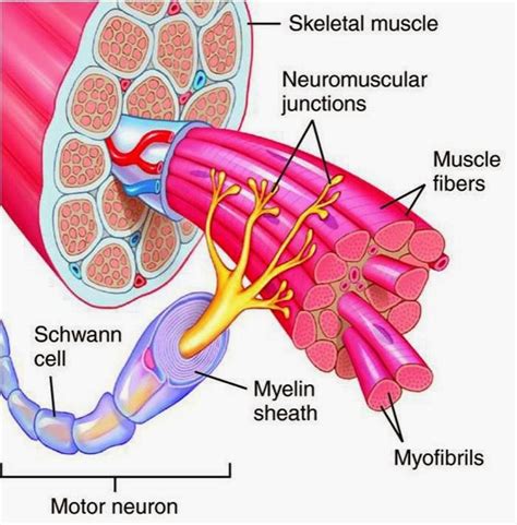 Physio Health: What Is a Motor Unit?