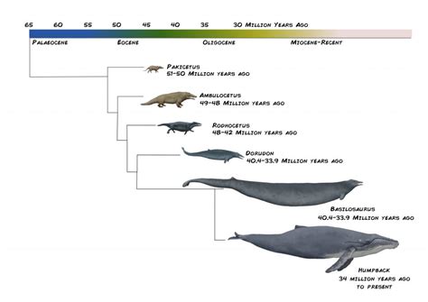 Evolution Of Whale