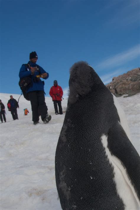 An Incredible Encounter with a Friendly Penguin in Antarctica