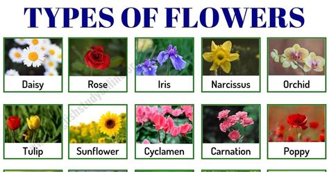 Types of Flowers in English! Learn the useful list of over 50 popular flower names in English ...