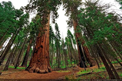 Coníferas Seeds: Como Germinar Sementes de Sequoia - Sequoiadendron giganteum