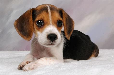 Beagle Puppy Pictures [Slideshow] | Beagle puppy, Puppy dog images, Puppies