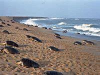 Gahirmatha Beach Package Tours in Bhubaneswar | ID: 6336568097