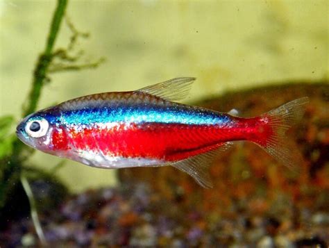 Neon Tetra Tank Size, Care Guide & Species Profile