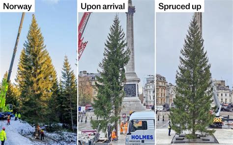 Trafalgar Square Christmas tree given new life with ‘branch transplant’