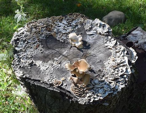 Mushroom Stump Photograph by R Allen Swezey - Fine Art America