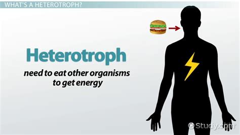 Heterotroph | Definition, Types & Examples - Lesson | Study.com