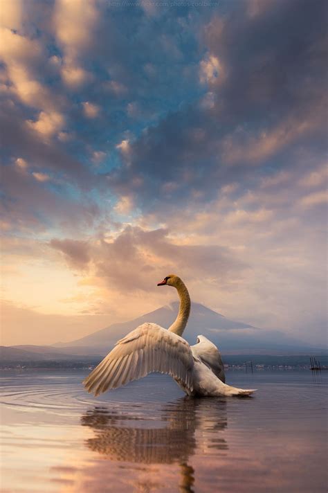 Good morning Mount Fuji and swan - Lake Yamanaka, Yamanashi, Japan ( bird photography - Amazing ...