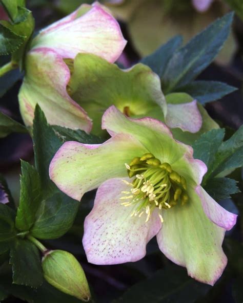 Hellebore - planting and advice on caring for these winter-blooming flowers