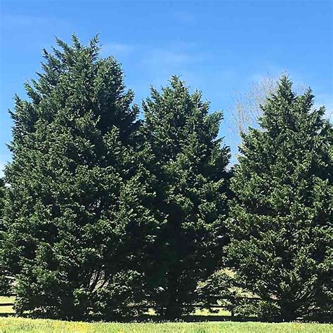 Juniperus Virginiana - Eastern Red Cedar - Tidewater Trees