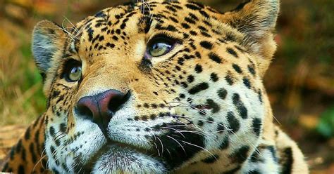 Jaguar Animal Facts