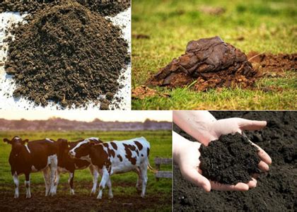 Why To Make Cow Dung Compost | Harmless Process | Easier Use