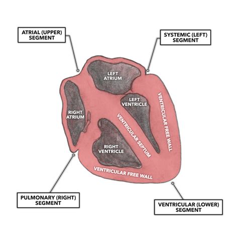 CrossFit | The Heart, Part 2: Muscular Organization