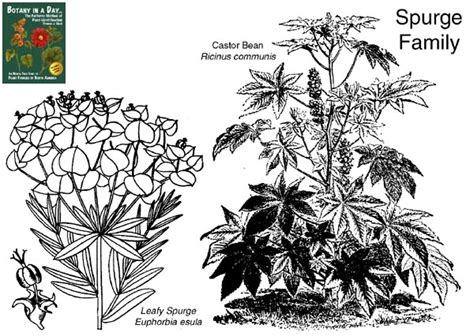 Euphorbiaceae: Spurge Family. Identify plants and flowers.