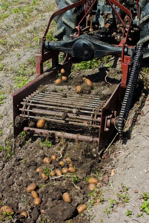 Harvesting of potatoes - Stock Photo , #AFFILIATE, #potatoes, #Harvesting, #Photo, #Stock #AD