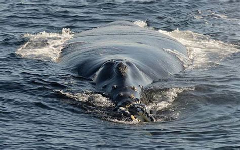 North Pacific right whale sighting is only second in 62 years off B.C ...