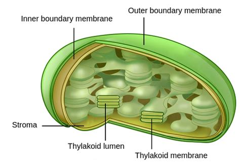 Thylakoid Membrane Photosynthesis