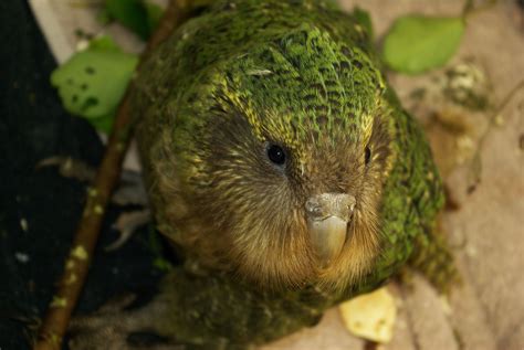 Kakapo, very rare New Zealand bird | Wirbeltiere, Vögel, Tiere