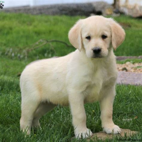 Icarus Purebred, Healthy Labrador Retriever Puppy For Sale, 47% OFF