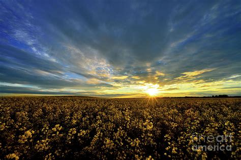 Alberta Canola Field At Sunset Photograph by Terry Elniski - Fine Art America