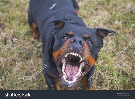 975 Angry rottweiler Images, Stock Photos & Vectors | Shutterstock