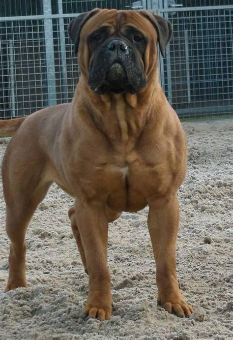 Bull mastiff puppies, Mastiff puppies, Bull mastiff dogs