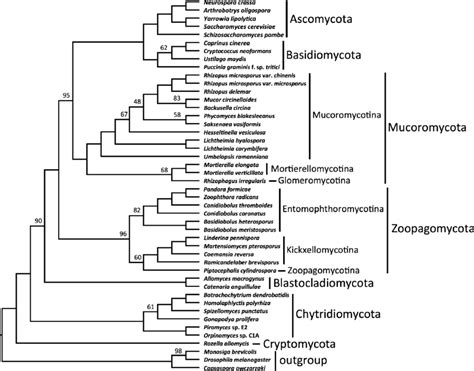 ASTRAL consensus cladogram of Kingdom Fungi based on analyses of... | Download Scientific Diagram