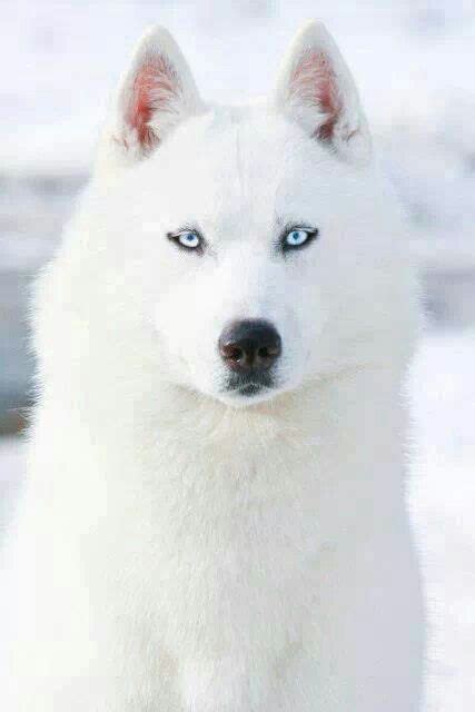 Arctic Wolf with ice blue eyes | Dogs, Puppies, Siberian husky