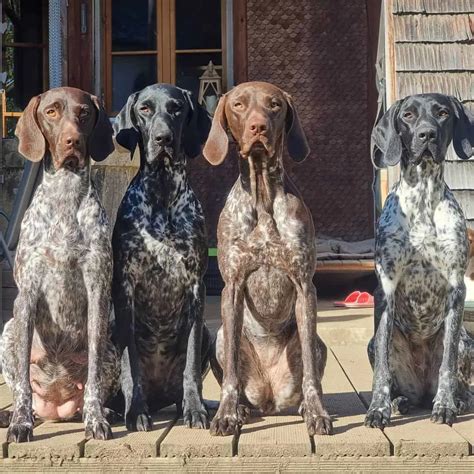 4 German Shorthaired Pointer Colors + Color Combinations