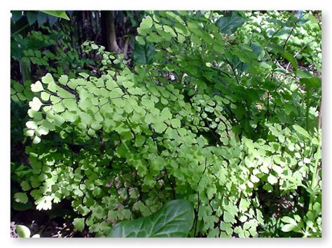 Maidenhair Fern - Davis - LocalWiki