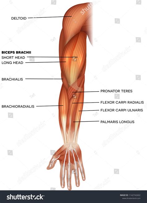 Muscles Hand Arm Beautiful Bright Illustration Stock Vector (Royalty Free) 1142742602 | Shutterstock