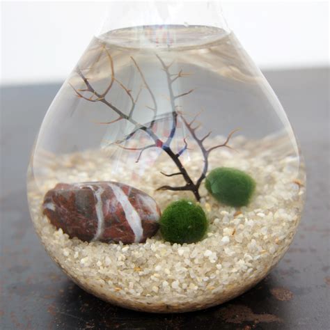 Marimo Moss Ball Terrarium - Moss + Twig - Touch of Modern