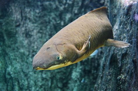 Australian Lungfish (Neoceratodus forsteri) - ZooChat