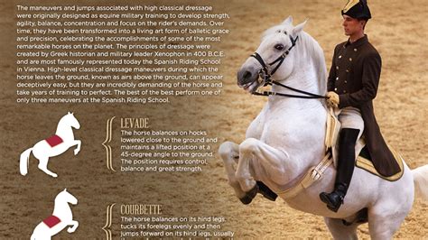 Legendary White Stallions | Airs Above the Ground: Classical Dressage Movements of the ...