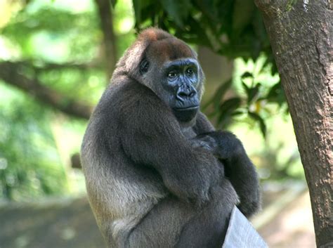 Cross River Gorilla: The World's Rarest Gorilla