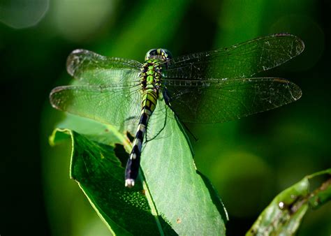 Socially Distant Community Science 2020 – Florida Museum Blog