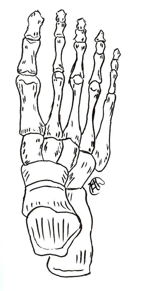 Foot Skeleton Drawing at GetDrawings | Free download