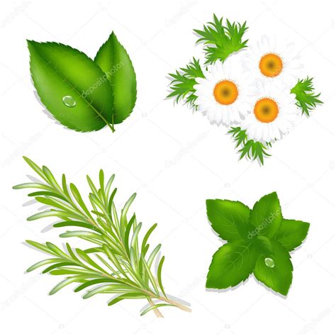 Aroma Herbs — Stock Vector © adamson #4329435