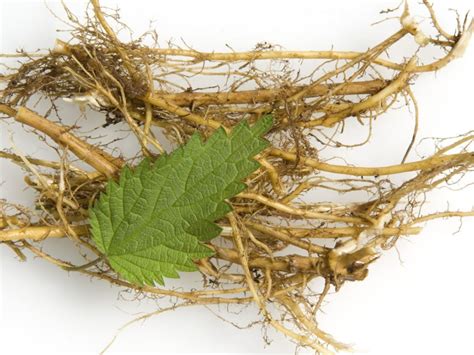 Benefits Of Nettle Root - Learn How To Harvest Stinging Nettle Roots