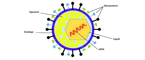 Structure Of A Basophil Download Scientific Diagram