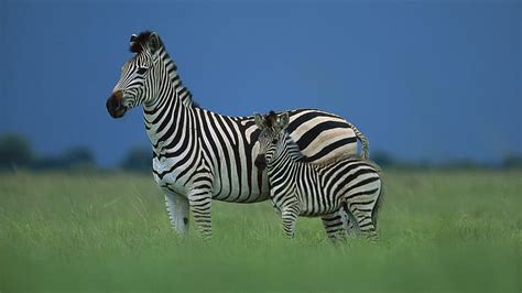 HD wallpaper: Zebra Mother Baby, two zebras photo, cute, animals ...