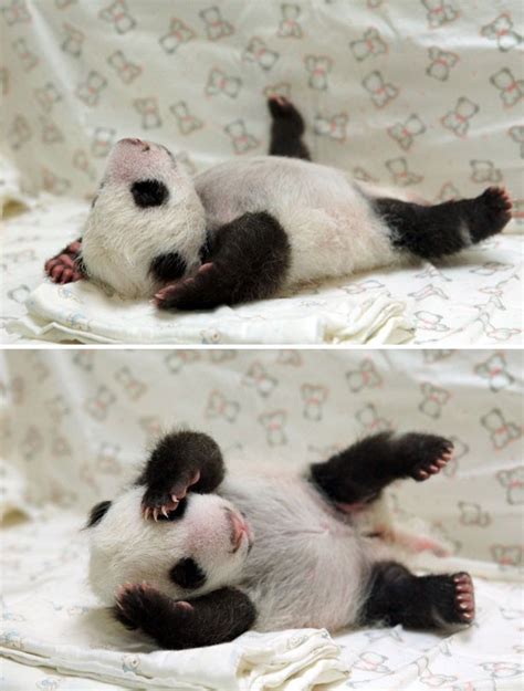 Cute animal pictures - Baby panda sleeping - goodtoknow