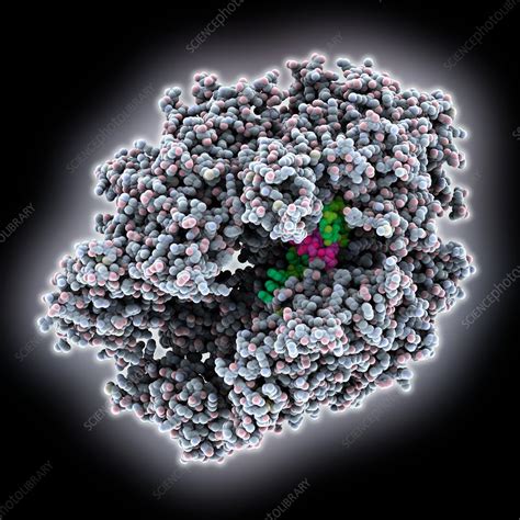 RNA polymerase complex - Stock Image - C035/5381 - Science Photo Library