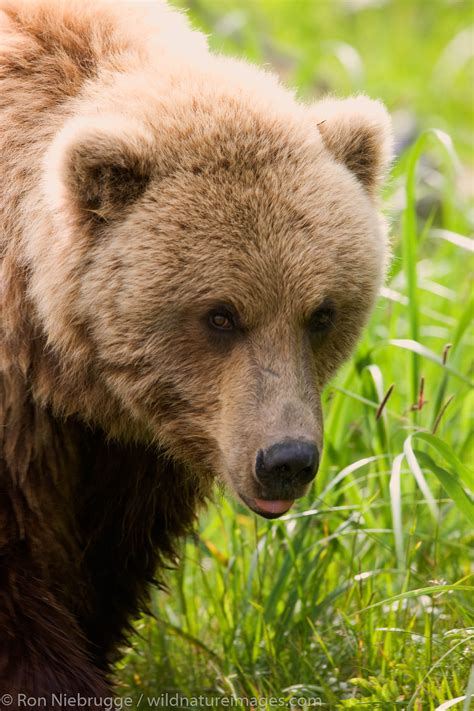 Brown Bear Cub | Photos by Ron Niebrugge