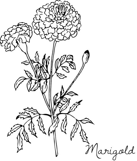 "Botanical Flower Drawing: Marigold" by AshHaycraft94 | Redbubble ...