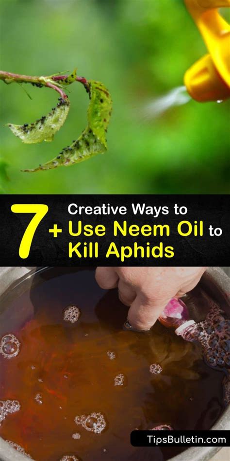 Kill Aphids with Neem Oil - Guide for Aphid Pest Control with Neem Oil