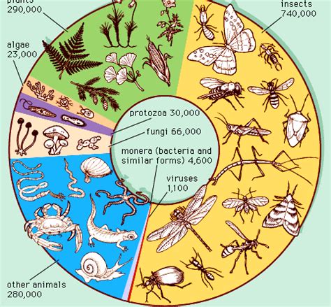 Classification of Plant Kingdom - Forestrypedia